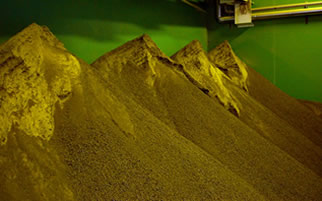 Champ de colza en fleur — Production Lamberval Energie Verte