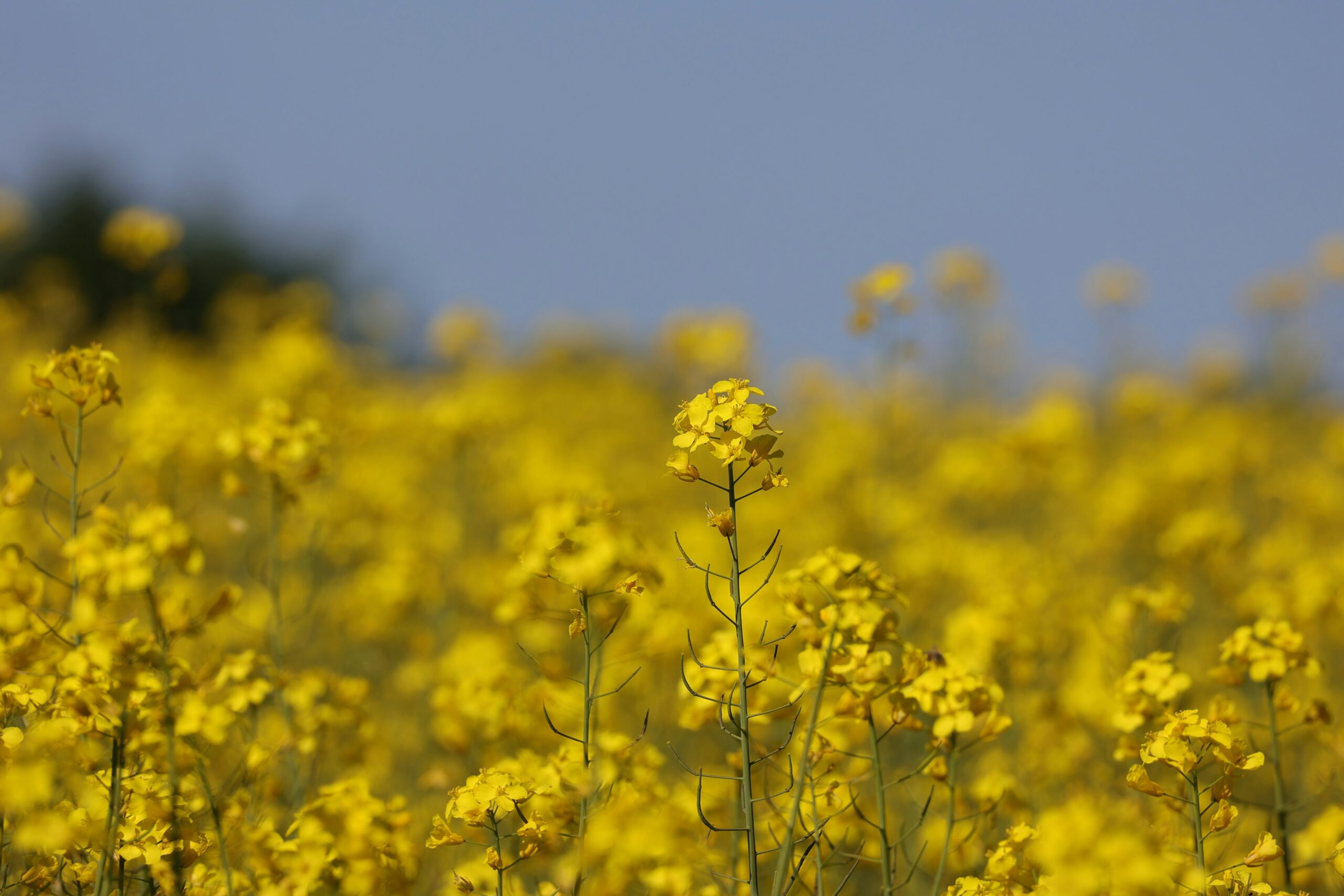 Champ de tournesol en fleur — Production bio Lamberval Energie Verte